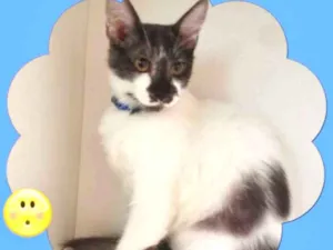 Gato raça srd idade 1 ano nome Romeu 