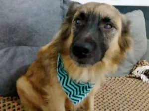 Cachorro raça srd idade 3 anos nome Aroldo 