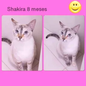 Gato raça srd idade 7 a 11 meses nome SHAKIRA