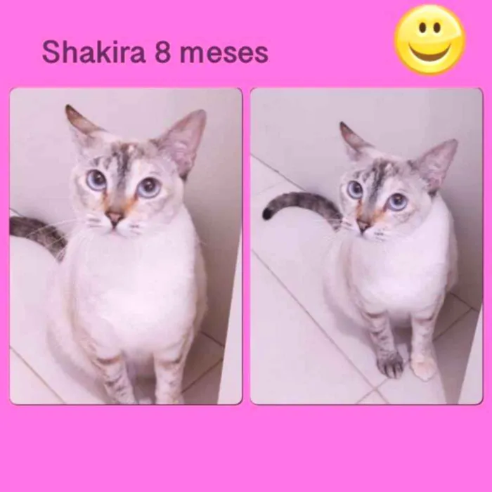 Gato ra a srd idade 7 a 11 meses nome SHAKIRA