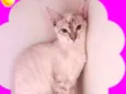 Penelope