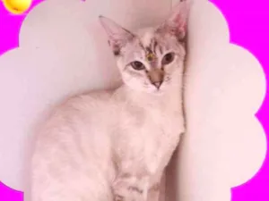 Gato raça srd idade 7 a 11 meses nome Penelope