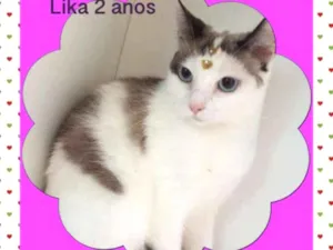 Gato raça srd idade 2 anos nome LIKA