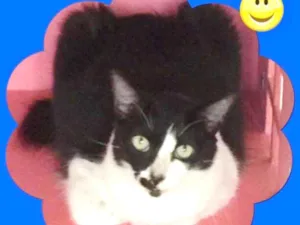 Gato raça srd idade 2 anos nome LORD