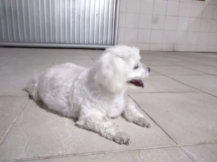 Cachorro raça Pudo idade 2 anos nome Não sei