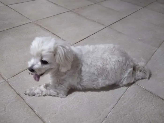 Cachorro raça Pudo idade 2 anos nome Não sei