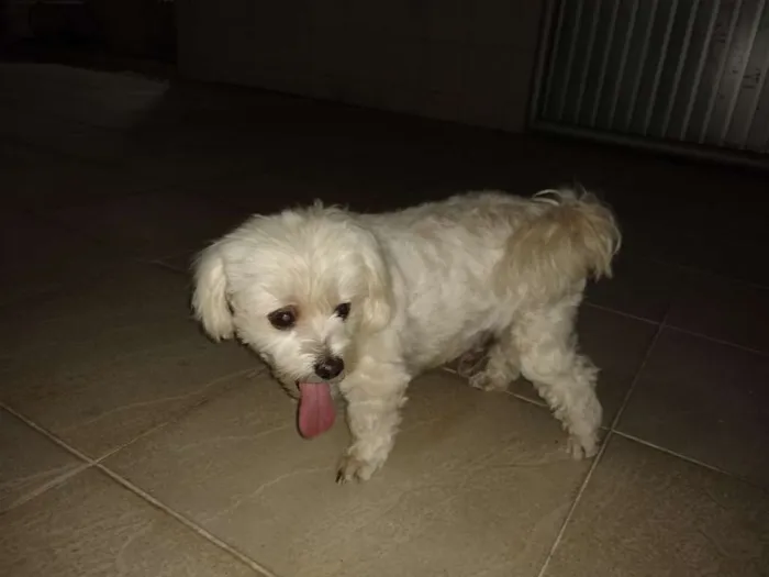 Cachorro raça Pudo idade 2 anos nome Não sei