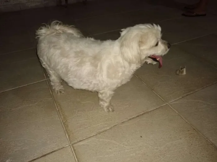 Cachorro raça Pudo idade 2 anos nome Não sei