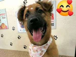 Cachorro raça Pastor basco ou pastor alemão idade 2 a 6 meses nome Alzida