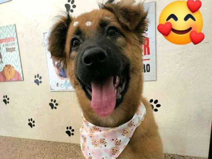 Cachorro raça Pastor basco ou pastor alemão idade 2 a 6 meses nome Alzida