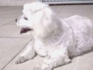Cachorro raça Pudo idade 2 anos nome Não sei