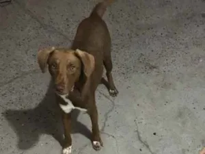 Cachorro raça Misturado  idade 7 a 11 meses nome Brayan Alfredo 