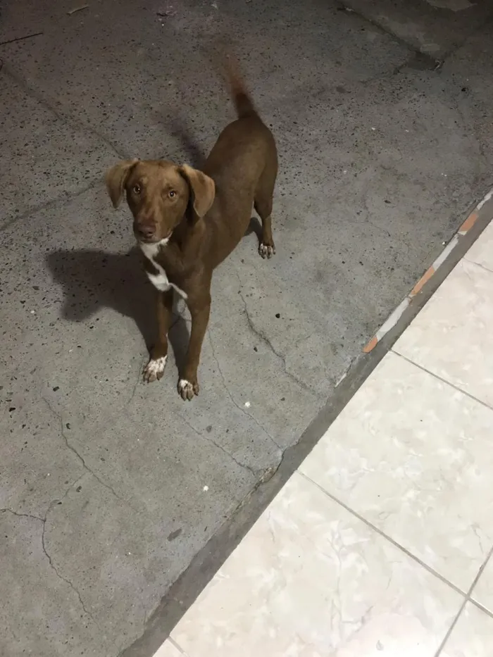 Cachorro ra a Misturado  idade 7 a 11 meses nome Brayan Alfredo 