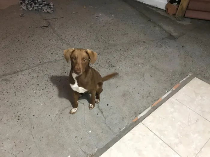 Cachorro ra a Misturado  idade 7 a 11 meses nome Brayan Alfredo 