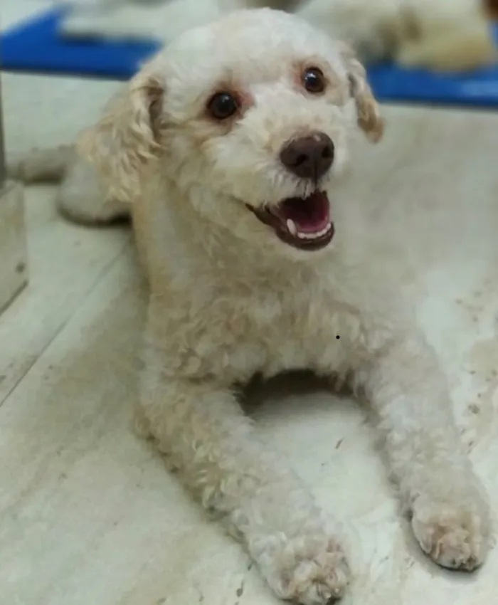 Cachorro ra a Srd idade 3 anos nome Kin