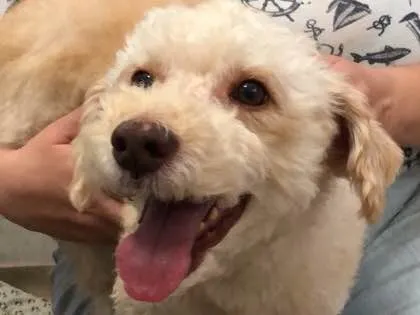 Cachorro ra a Srd idade 3 anos nome Kin