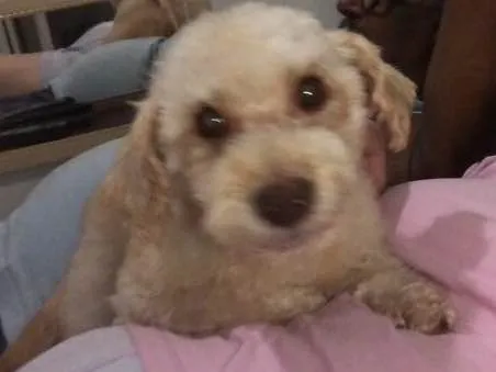 Cachorro ra a Srd idade 3 anos nome Kin