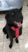 Buddy