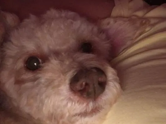 Cachorro ra a Srd idade 3 anos nome Kin