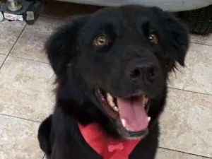 Cachorro raça Border colie idade 2 anos nome Buddy