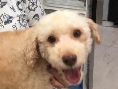 Cachorro ra a Srd idade 3 anos nome Kin
