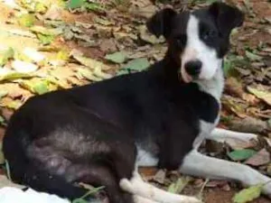 Cachorro raça Srd idade 1 ano nome Guto