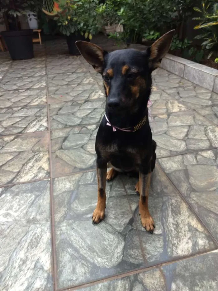 Cachorro raça Srd idade 7 a 11 meses nome Chitara