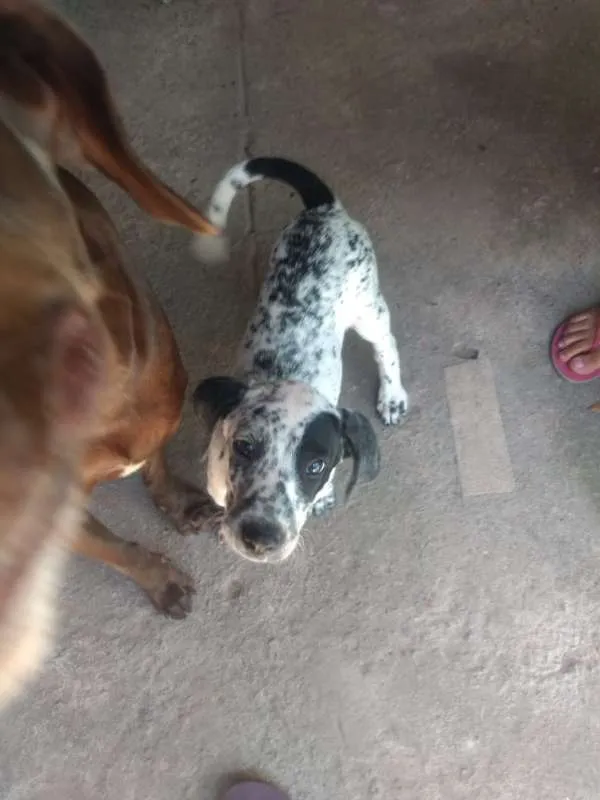 Cachorro ra a Dálmata com Vira-lata idade 7 a 11 meses nome Pipoca