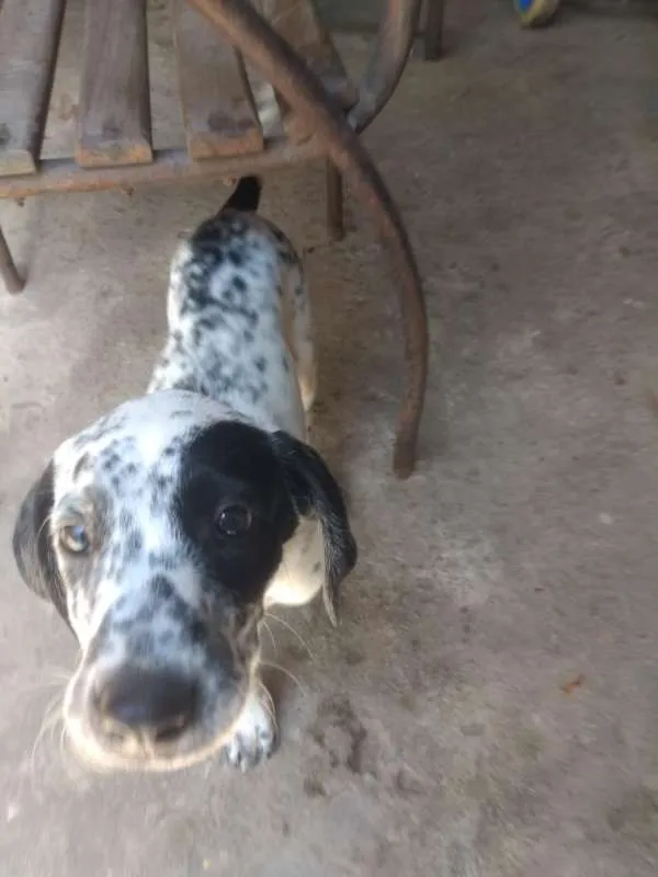 Cachorro ra a Dálmata com Vira-lata idade 7 a 11 meses nome Pipoca