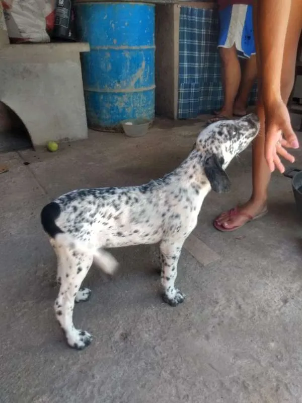 Cachorro ra a Dálmata com Vira-lata idade 7 a 11 meses nome Pipoca