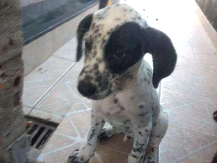 Cachorro ra a Dálmata com Vira-lata idade 7 a 11 meses nome Pipoca