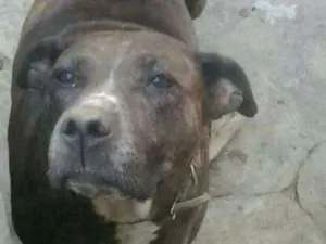 Cachorro raça Srd idade 3 anos nome July