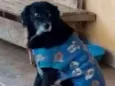 Sid