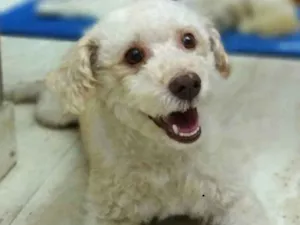 Cachorro raça Srd idade 3 anos nome Kin