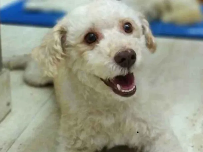 Cachorro ra a Srd idade 3 anos nome Kin