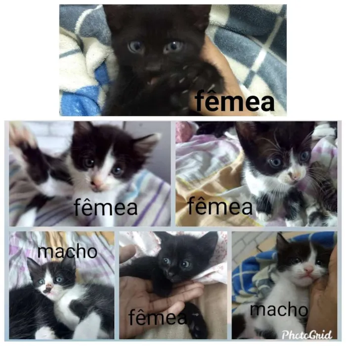 Gato raça  idade 2 a 6 meses nome Sem nome