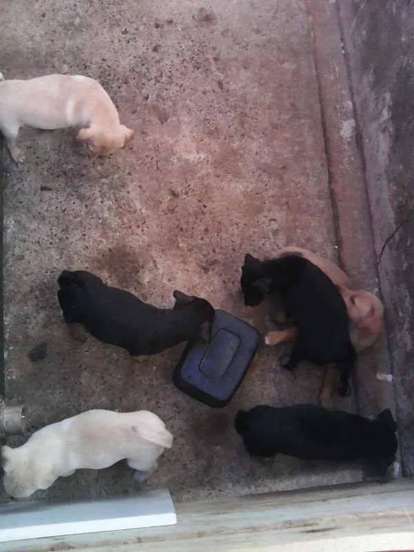 Cachorro ra a Pinscher idade 2 a 6 meses nome Filhotes