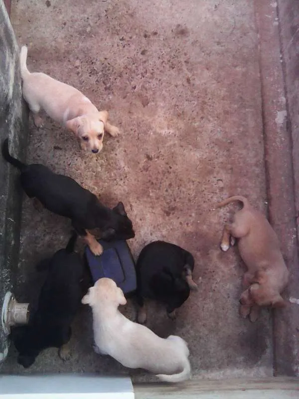 Cachorro ra a Pinscher idade 2 a 6 meses nome Filhotes