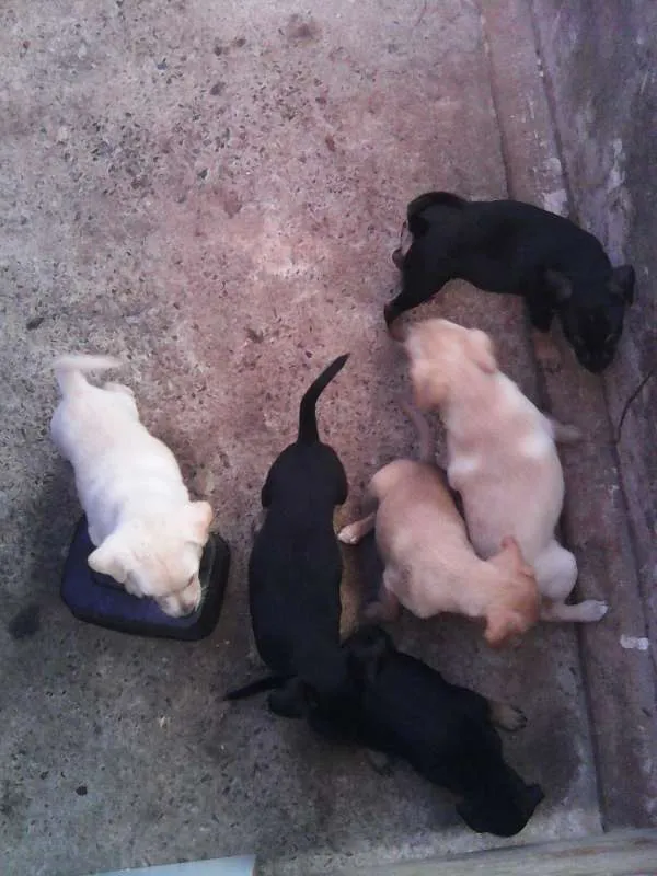 Cachorro ra a Pinscher idade 2 a 6 meses nome Filhotes