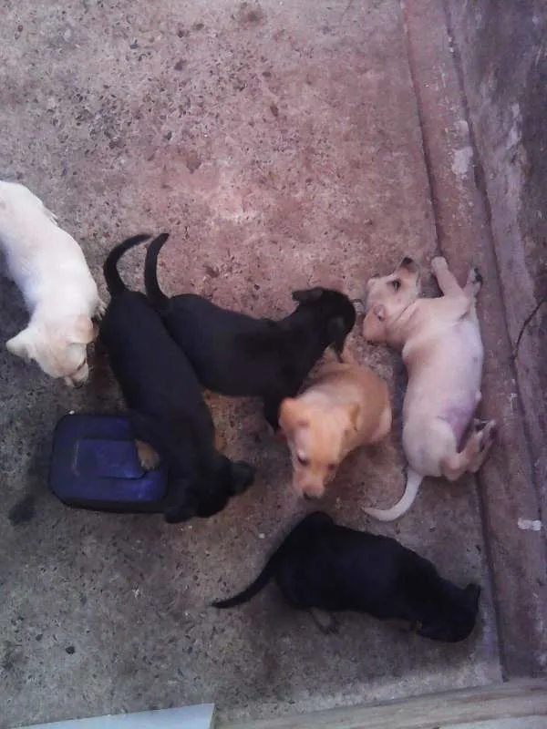 Cachorro ra a Pinscher idade 2 a 6 meses nome Filhotes