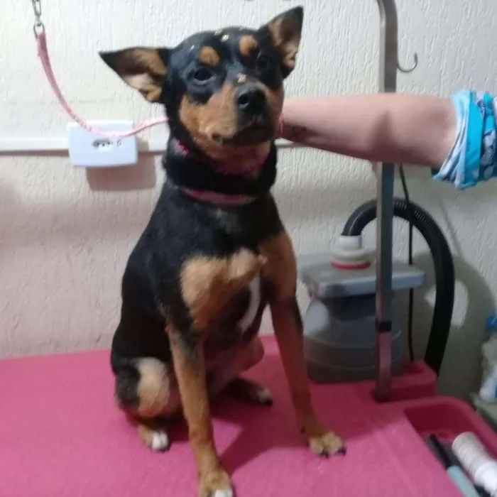 Cachorro raça Sem raça definida idade 2 anos nome Meg