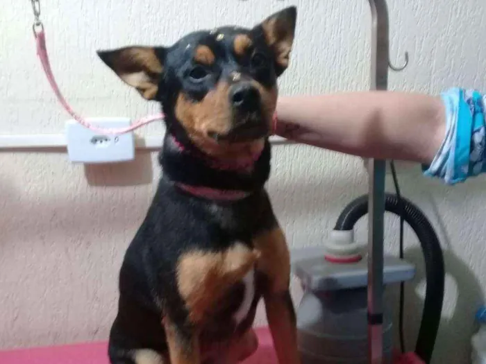 Cachorro raça Sem raça definida idade 2 anos nome Meg