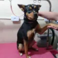 Cachorro raça Sem raça definida idade 2 anos nome Meg