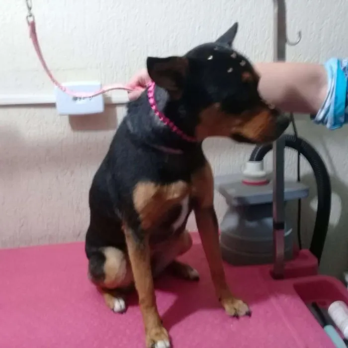 Cachorro raça Sem raça definida idade 2 anos nome Meg