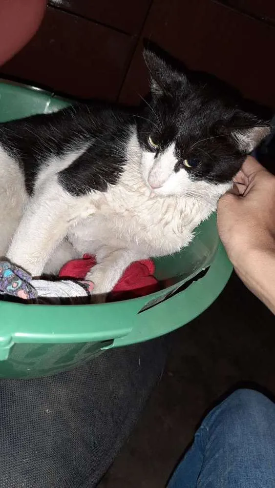 Gato ra a  idade  nome Branquinho 