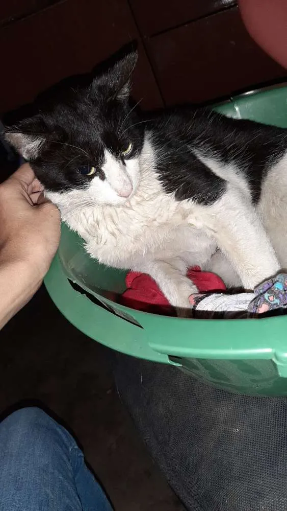 Gato ra a  idade  nome Branquinho 