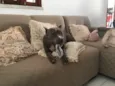 Brutus