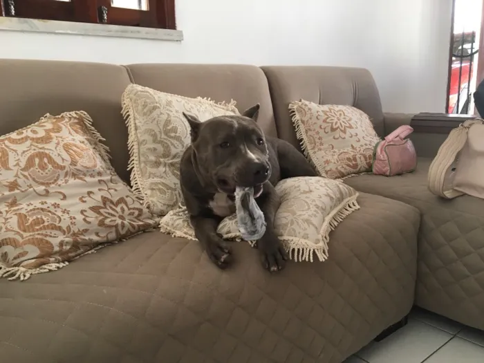 Cachorro raça American Staffordshire Terrier idade 7 a 11 meses nome Brutus