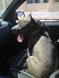 Brutus