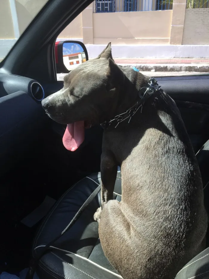 Cachorro raça American Staffordshire Terrier idade 7 a 11 meses nome Brutus